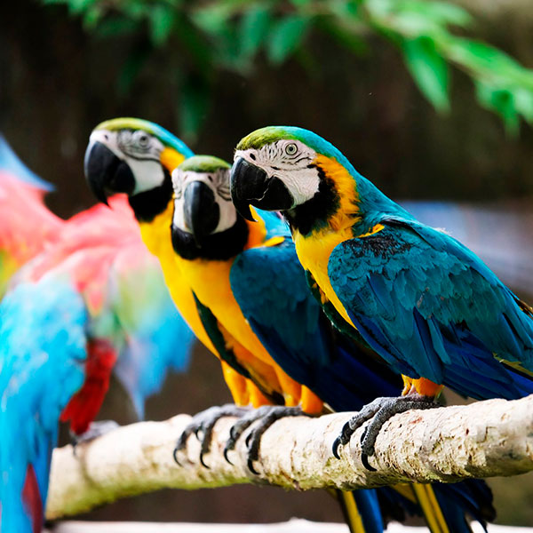 amazonas