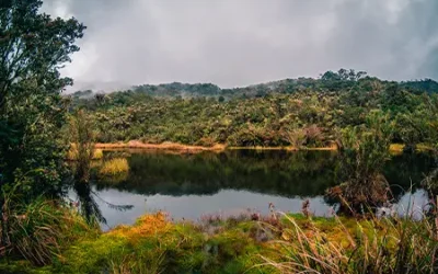 Bosque-Gigantes-1