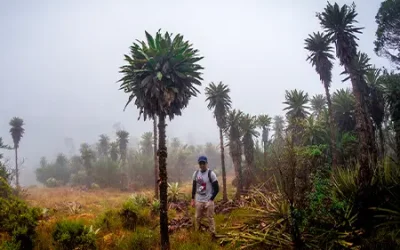 Bosque-Gigantes-2