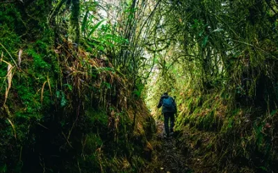 Bosque-Gigantes-4