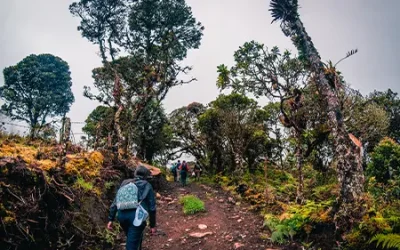 Bosque-Gigantes-5