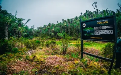 Bosque-Gigantes-6