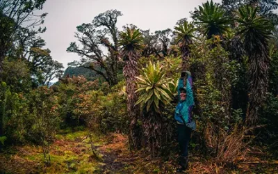 Bosque-Gigantes-7
