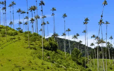 Img-de pastos verdes quindio